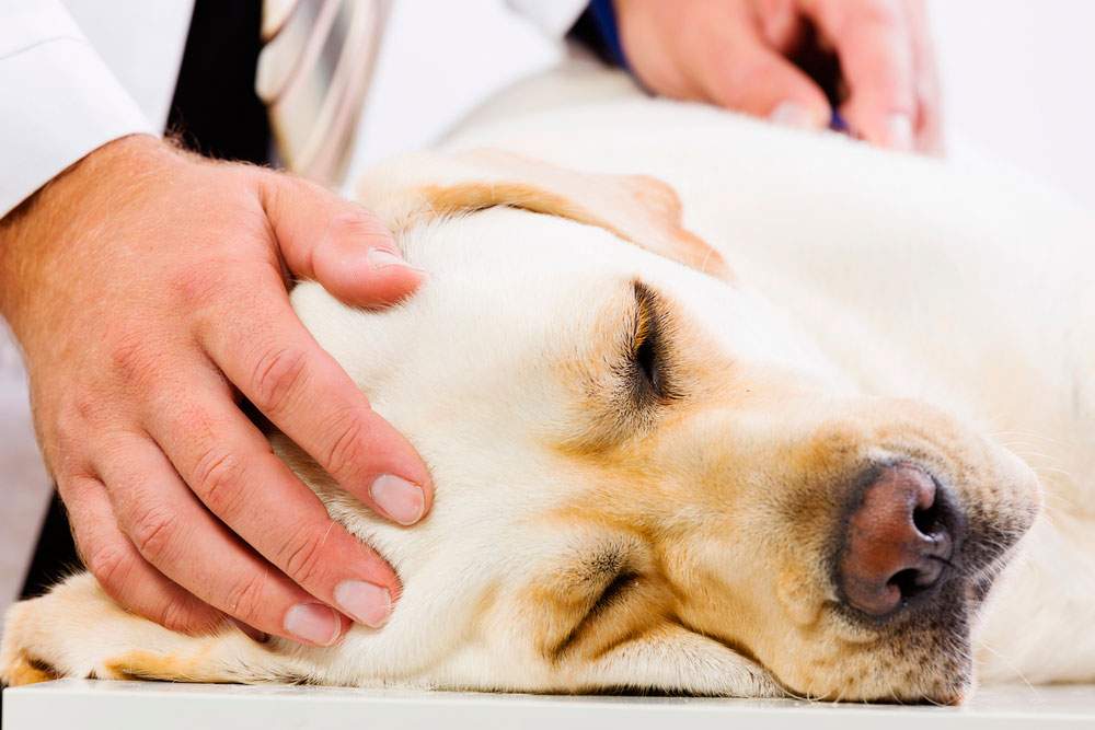 Cómo hacer RCP en perros: Las claves esenciales para una actuación rápida y eficaz