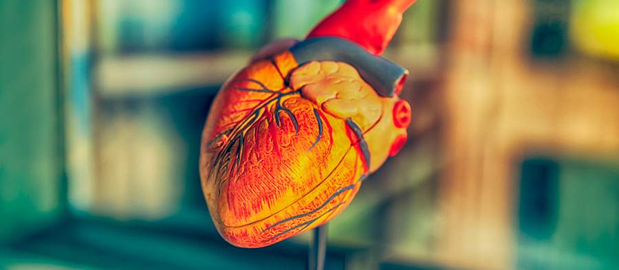 Claves para Prevenir los Accidentes Cardiovasculares