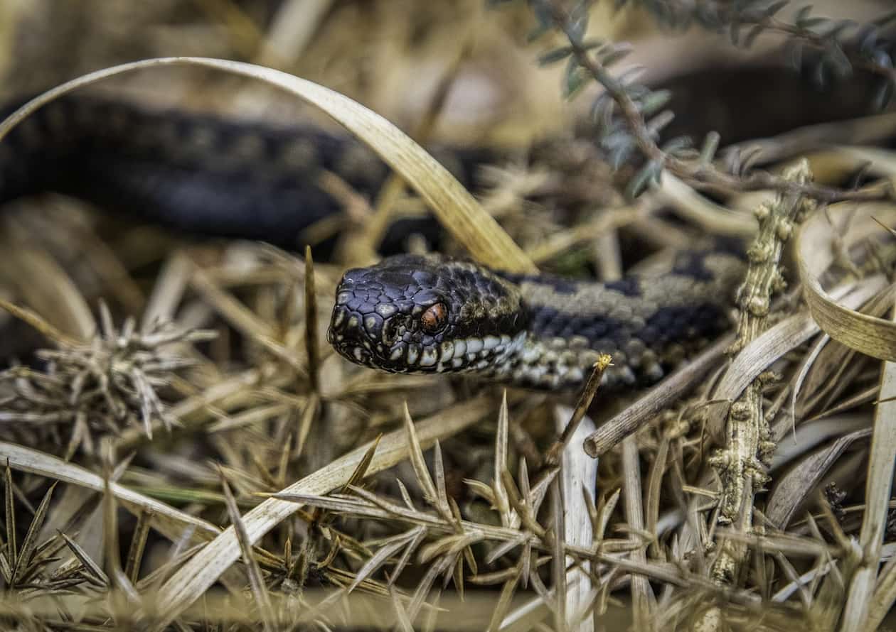 Primeros auxilios ante una mordedura de serpiente